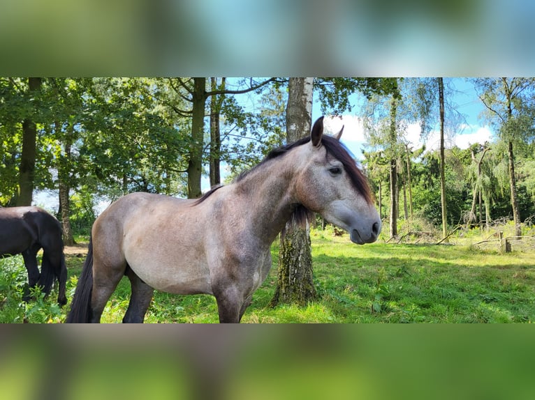 PRE Blandning Hingst 2 år 158 cm Grå in Venray