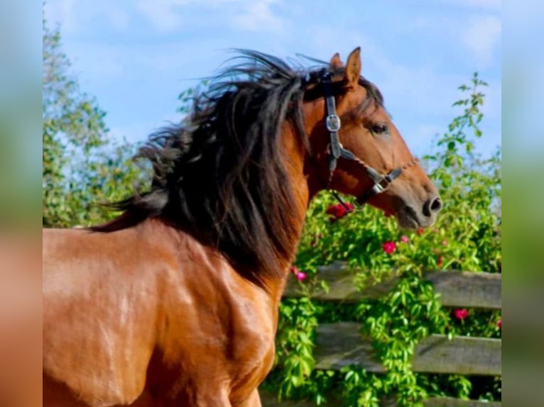 PRE Blandning Hingst 2 år 158 cm Ljusbrun in Polenz