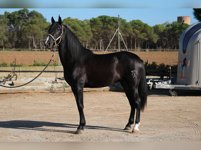 PRE Blandning Hingst 2 år 159 cm Svart in Hamburg