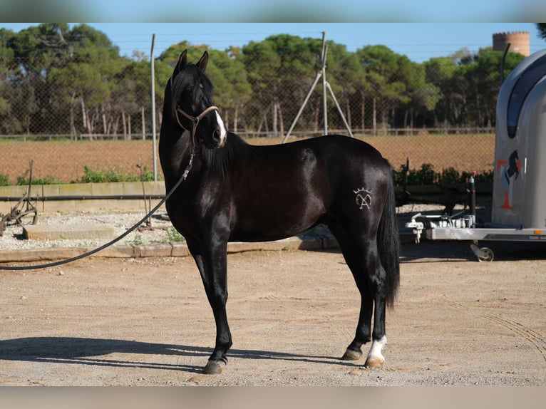 PRE Blandning Hingst 2 år 159 cm Svart in Hamburg