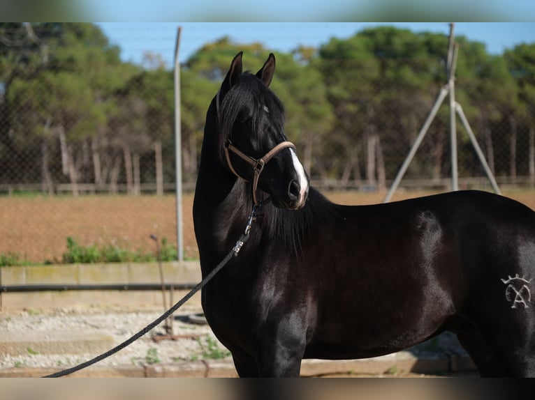 PRE Blandning Hingst 2 år 159 cm Svart in Hamburg