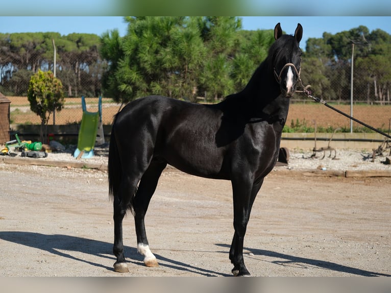 PRE Blandning Hingst 2 år 159 cm Svart in Hamburg