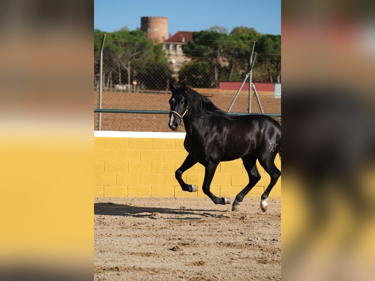 PRE Blandning Hingst 2 år 159 cm Svart in Hamburg