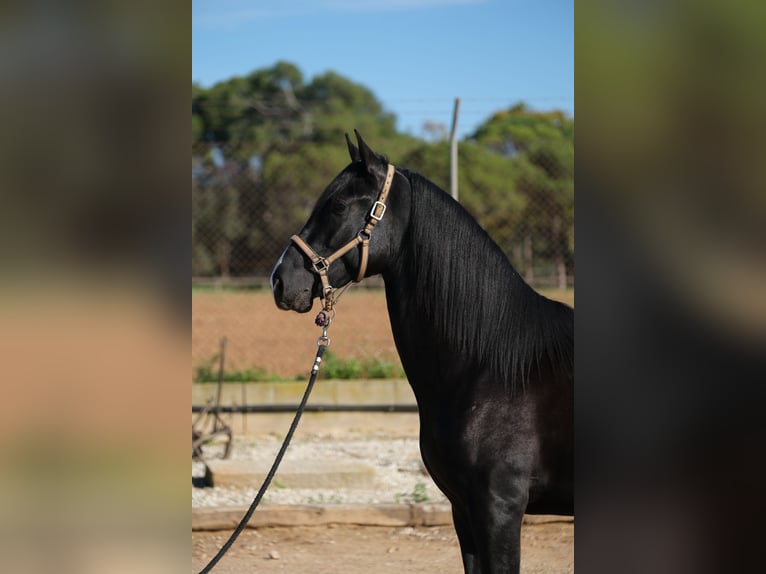 PRE Blandning Hingst 2 år 159 cm Svart in Hamburg