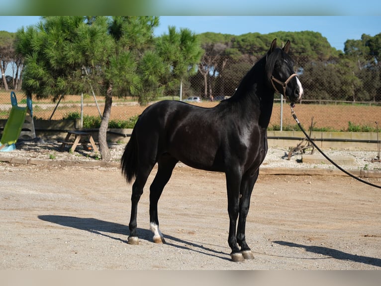 PRE Blandning Hingst 2 år 159 cm Svart in Hamburg