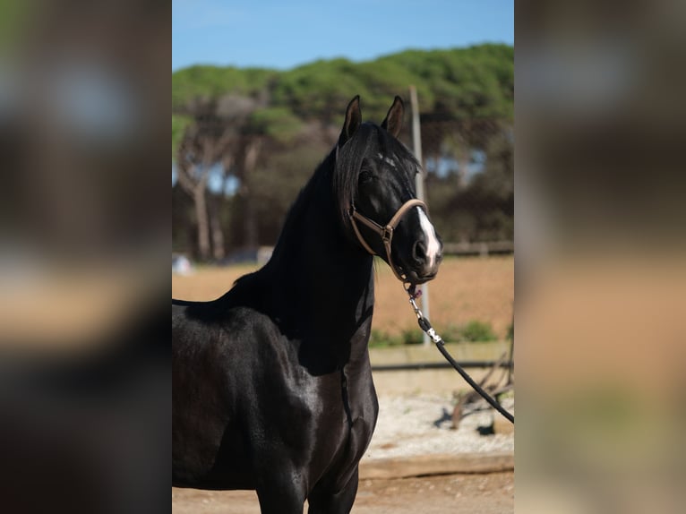 PRE Blandning Hingst 2 år 159 cm Svart in Hamburg