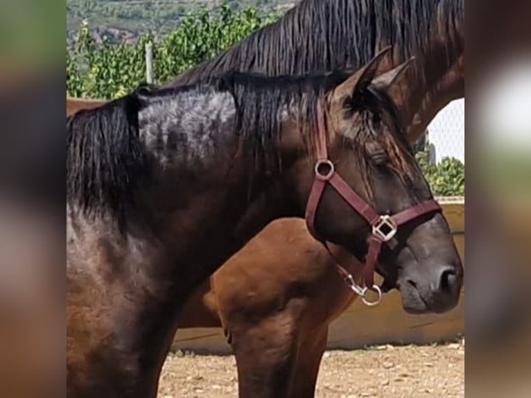 PRE Blandning Hingst 2 år 160 cm in Hamburg