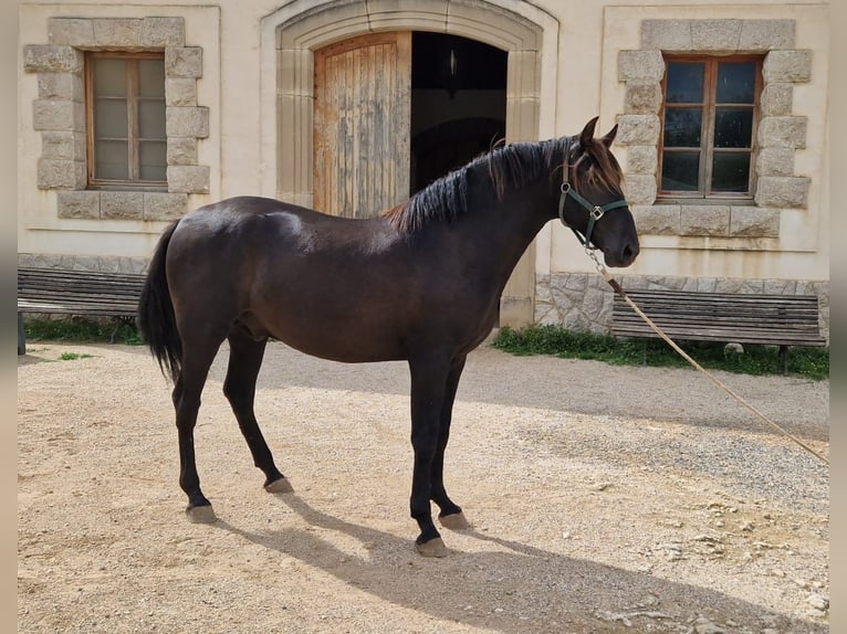 PRE Blandning Hingst 2 år 160 cm in Hamburg