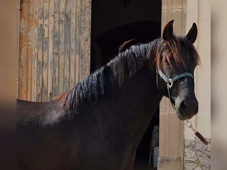 PRE Blandning Hingst 2 år 160 cm in Hamburg