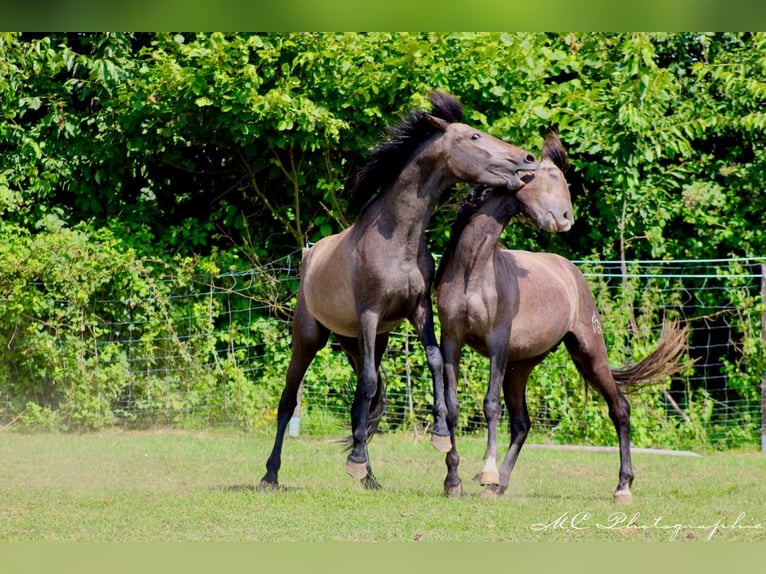 PRE Hingst 2 år 160 cm Grå in /Polenz