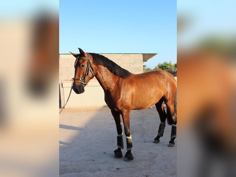 PRE Hingst 2 år 162 cm Brun in Castellon De La Plana/Castello De La Pla