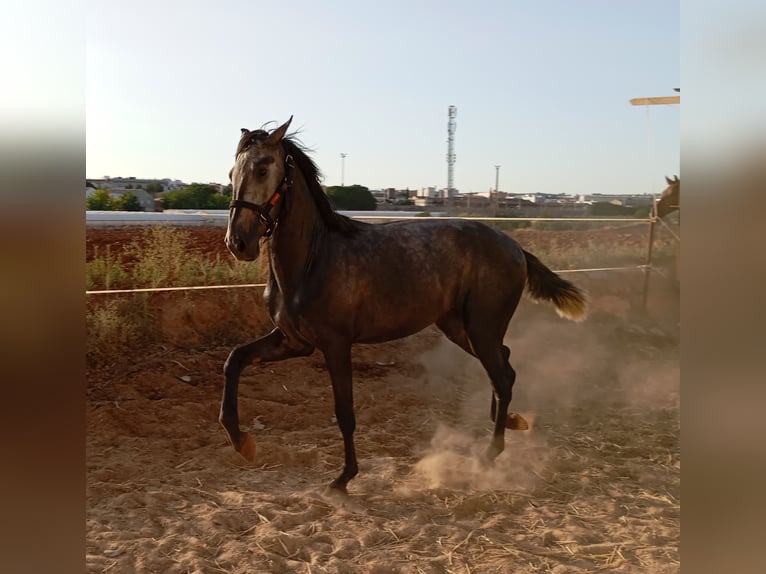 PRE Hingst 2 år 163 cm Grå in Aguilar De La Frontera