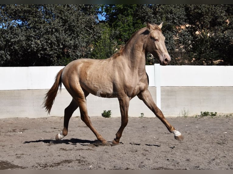 PRE Hingst 2 år 163 cm Pärla in Provinz Sevilla