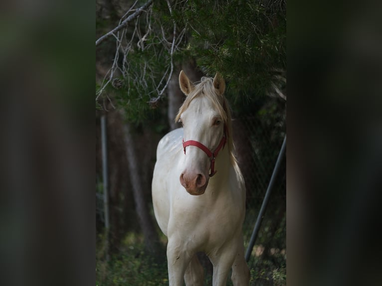 PRE Blandning Hingst 2 år 163 cm Perlino in Hamburg