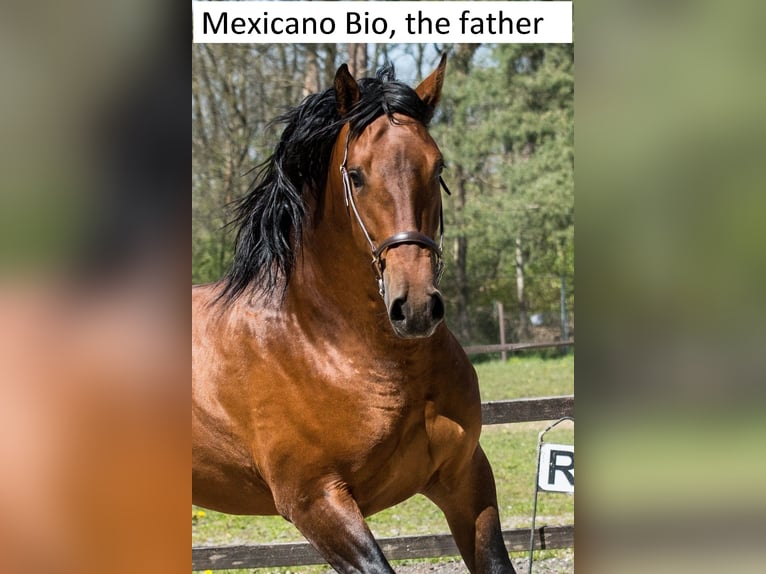 PRE Hingst 2 år 165 cm Brun in RANST