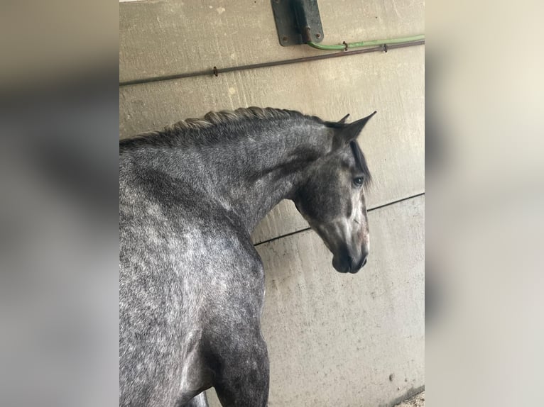 PRE Blandning Hingst 2 år 165 cm Grå in Vegas Altas