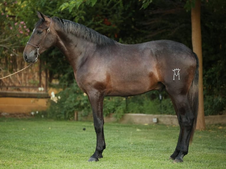 PRE Blandning Hingst 2 år 166 cm Grå in Navas Del Madroño