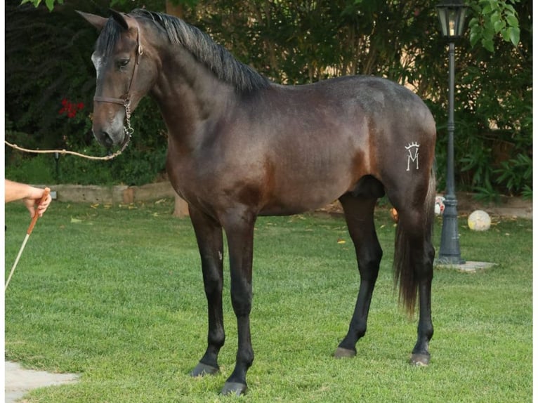 PRE Blandning Hingst 2 år 166 cm Grå in Navas Del Madroño