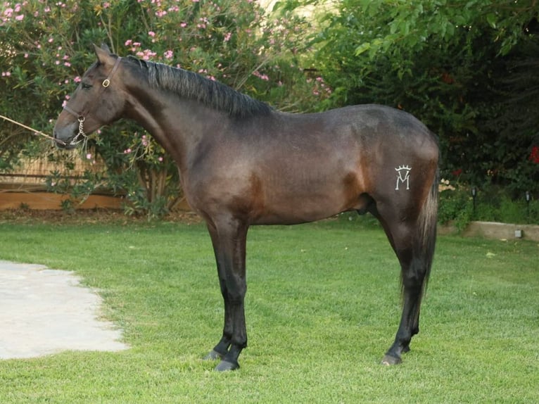 PRE Blandning Hingst 2 år 166 cm Grå in Navas Del Madroño