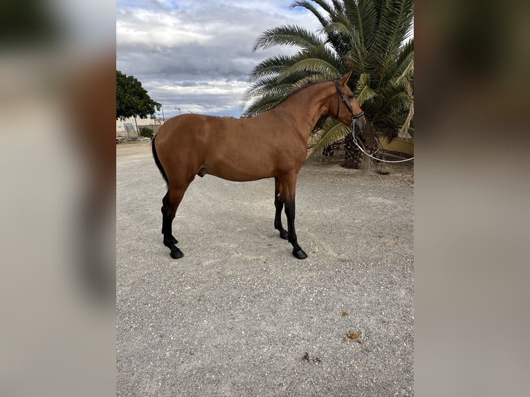 PRE Hingst 2 år 170 cm Brun in Valderrubio