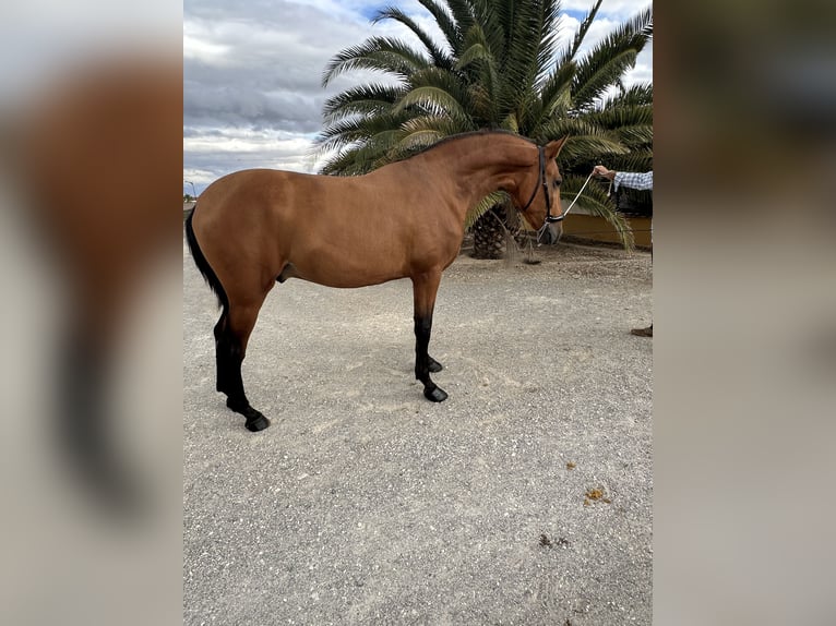 PRE Hingst 2 år 170 cm Brun in Valderrubio