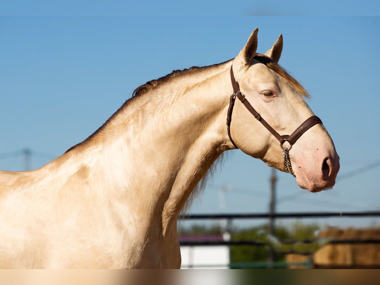 PRE Blandning Hingst 2 år 170 cm Grå in Sevilla