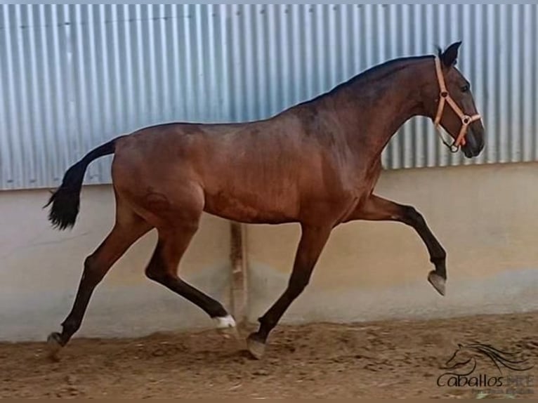 PRE Hingst 2 år 172 cm Brun in Murcia