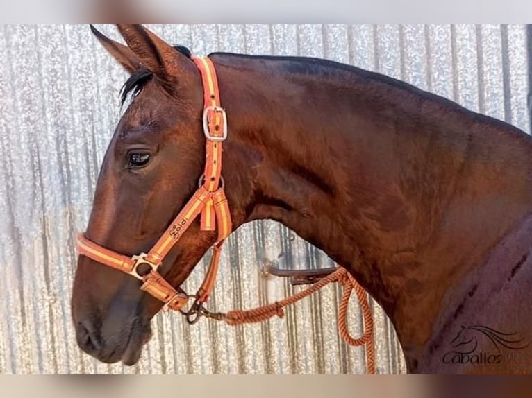 PRE Hingst 2 år 172 cm Brun in Murcia