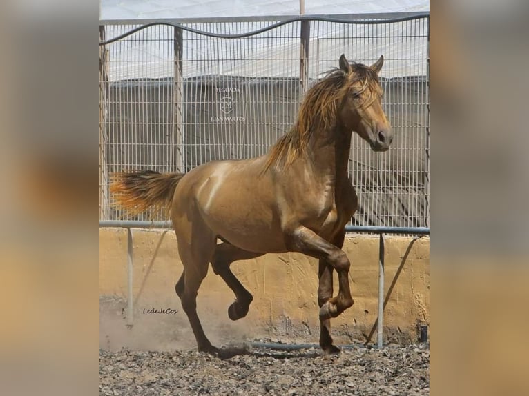 PRE Blandning Hingst 2 år in Almeria