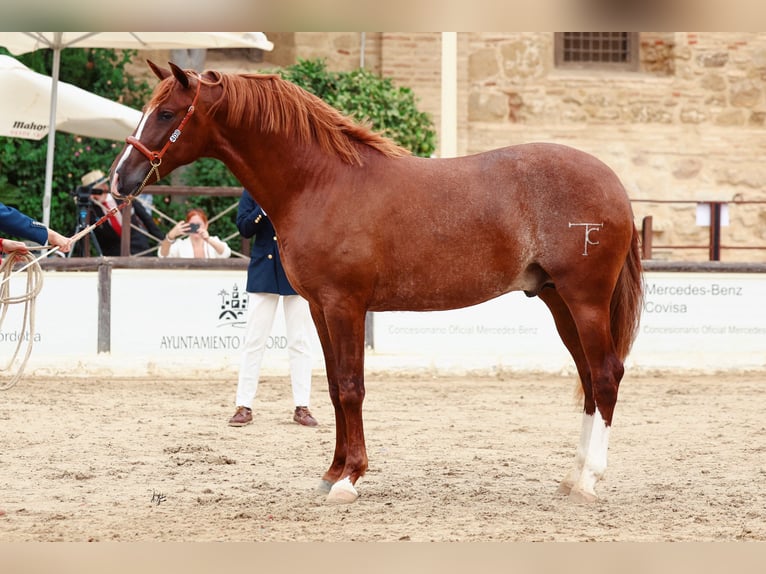 PRE Hingst 2 år fux in Sevilla