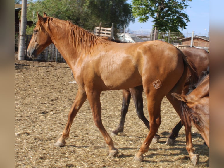 PRE Hingst 2 år fux in Alicante