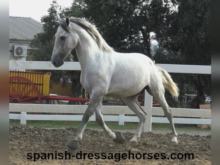 PRE Hingst 2 år Grå in Barcelona