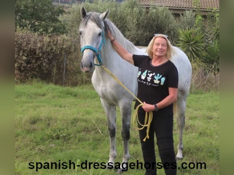 PRE Hingst 2 år Grå in Barcelona