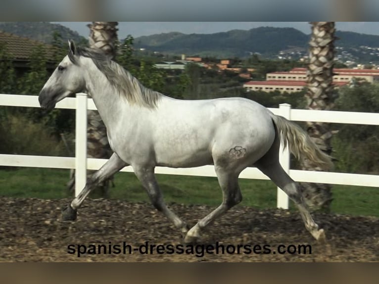 PRE Hingst 2 år Grå in Barcelona