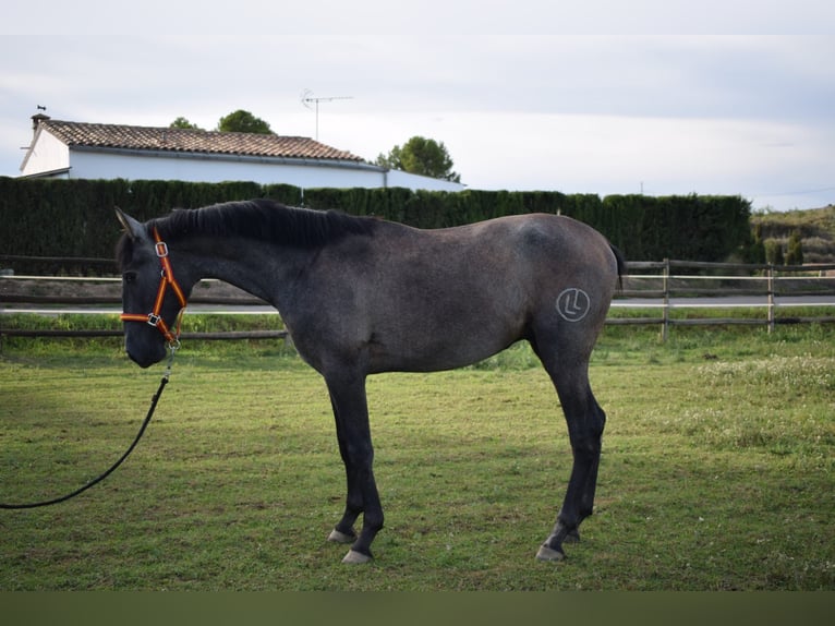 PRE Hingst 2 år Grå in Terrassa