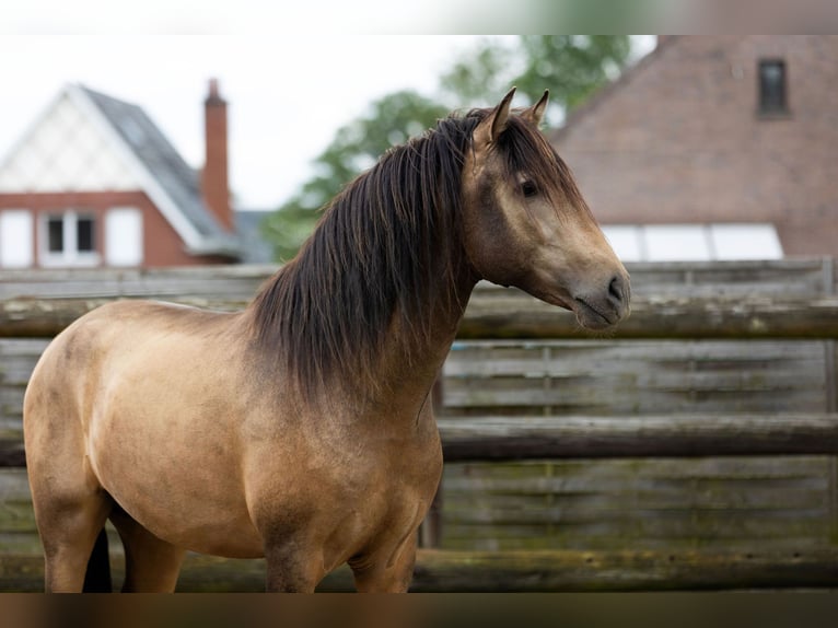 PRE Hingst 3 år 154 cm Black in Kampenhout