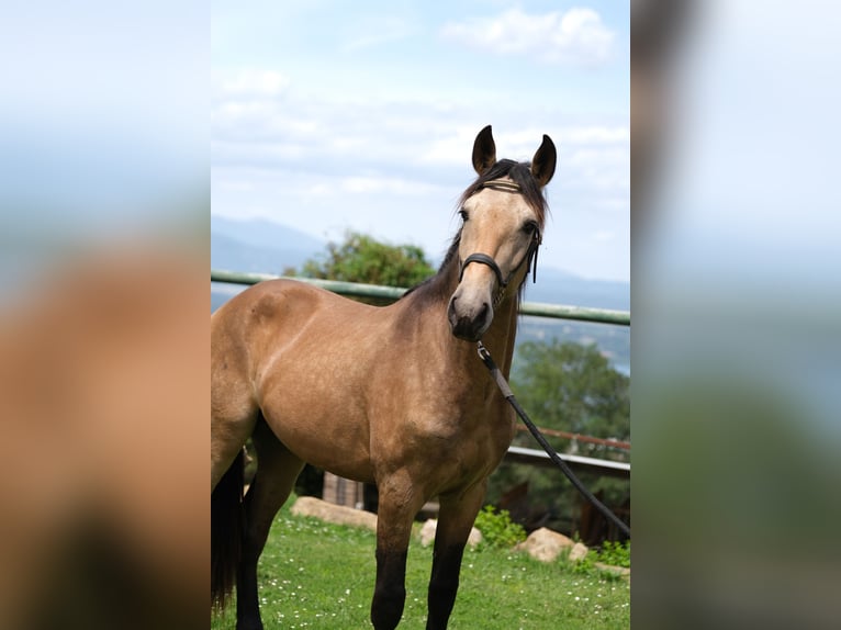 PRE Blandning Hingst 3 år 155 cm in Hamburg