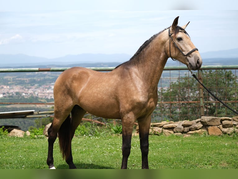 PRE Blandning Hingst 3 år 155 cm in Hamburg