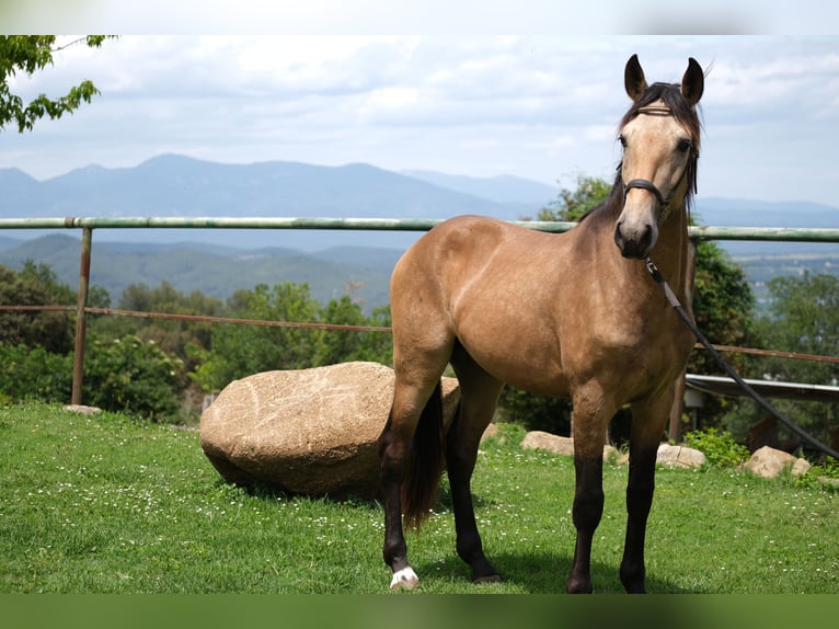 PRE Blandning Hingst 3 år 155 cm in Hamburg