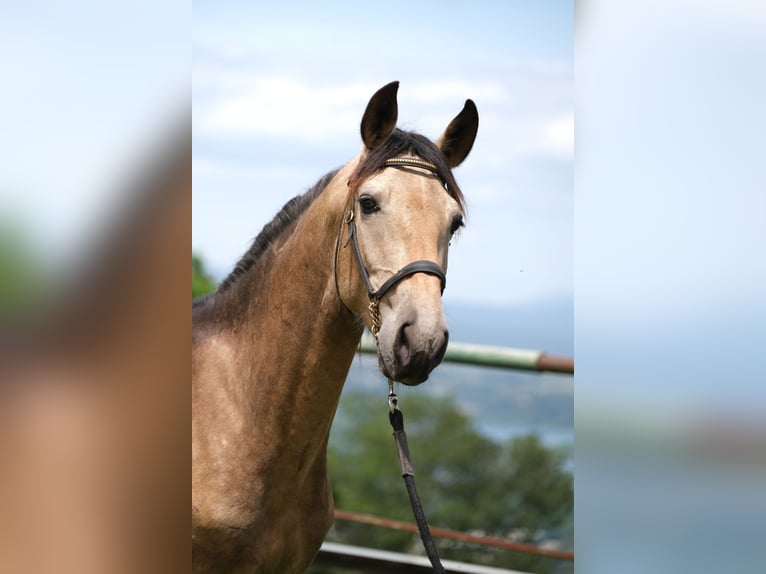 PRE Blandning Hingst 3 år 155 cm in Hamburg