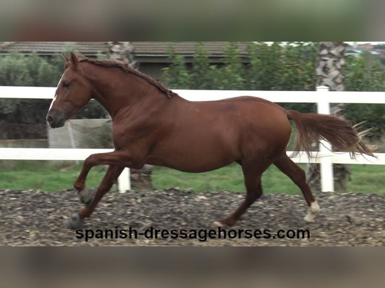 PRE Blandning Hingst 3 år 155 cm fux in Barcelona