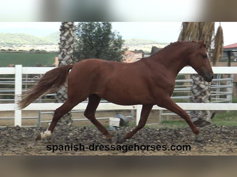 PRE Blandning Hingst 3 år 155 cm fux in Barcelona