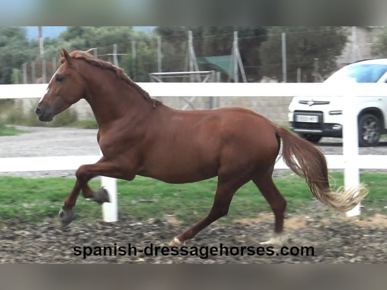 PRE Blandning Hingst 3 år 155 cm fux in Barcelona