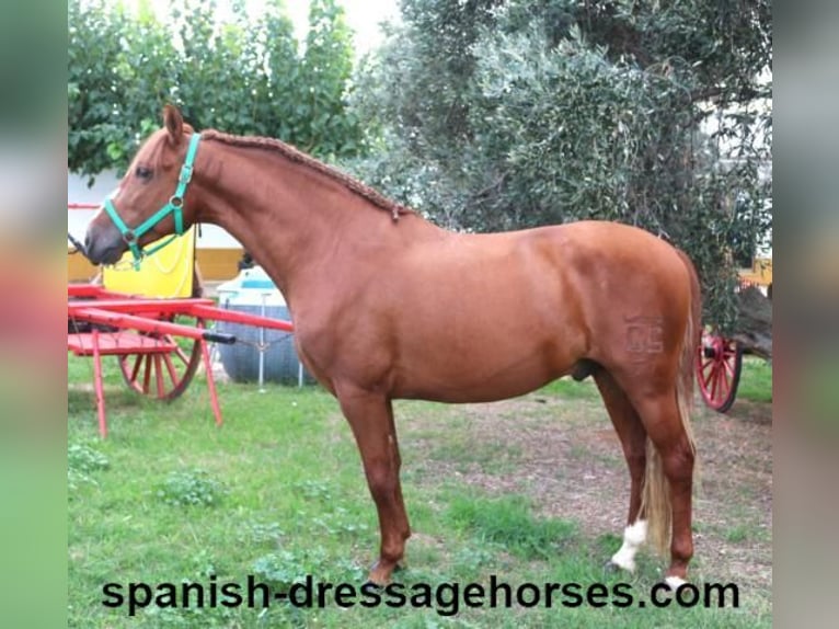 PRE Blandning Hingst 3 år 155 cm fux in Barcelona