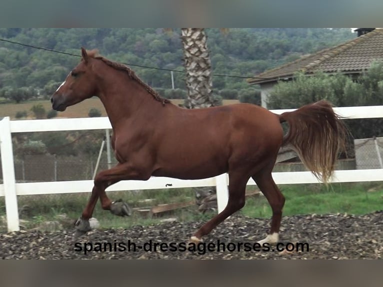 PRE Blandning Hingst 3 år 155 cm fux in Barcelona