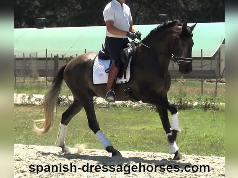 PRE Blandning Hingst 3 år 155 cm Grå in Barcelona