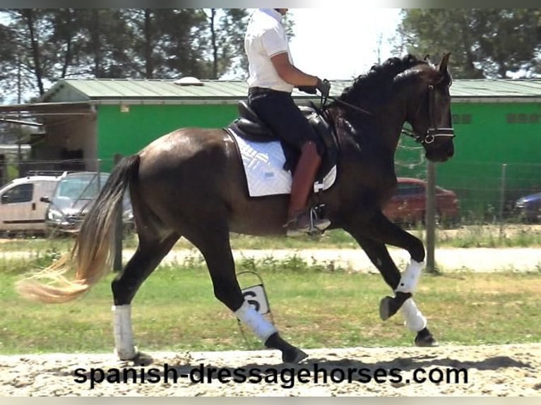 PRE Blandning Hingst 3 år 155 cm Grå in Barcelona