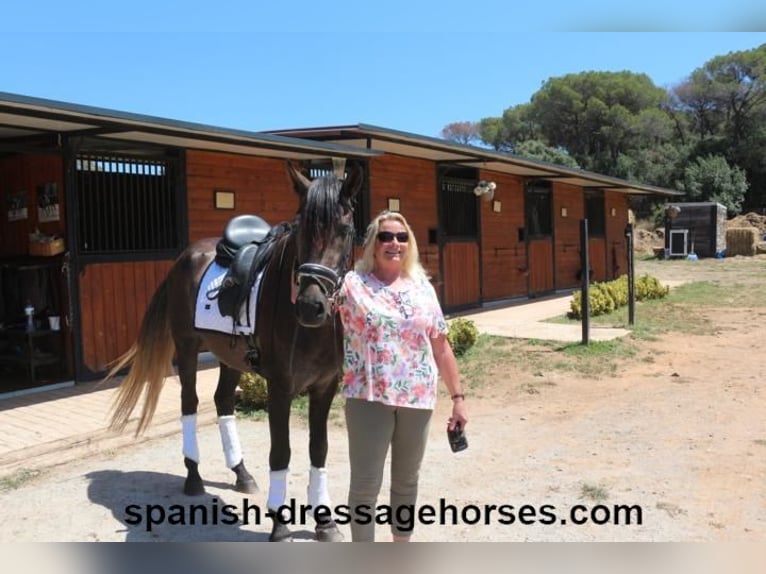 PRE Blandning Hingst 3 år 155 cm Grå in Barcelona