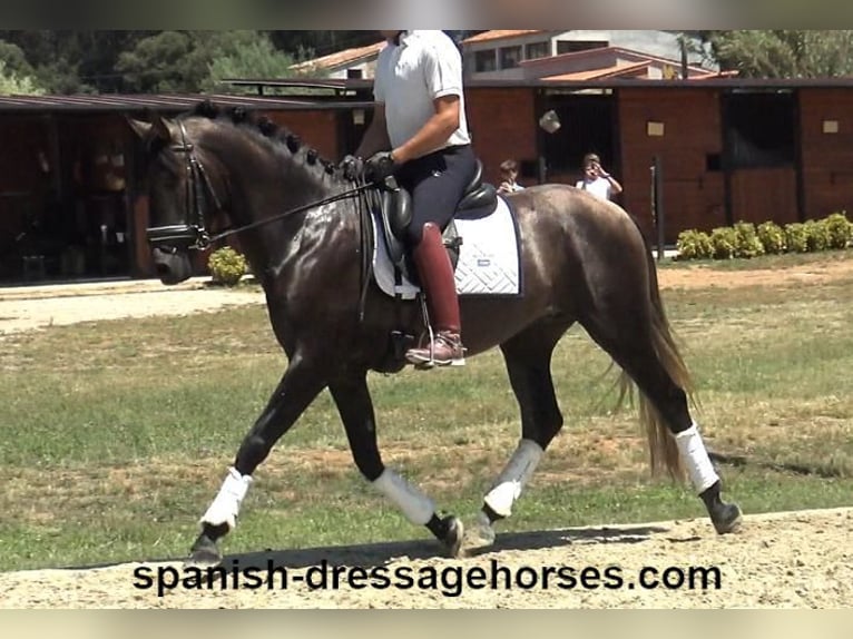 PRE Blandning Hingst 3 år 155 cm Grå in Barcelona