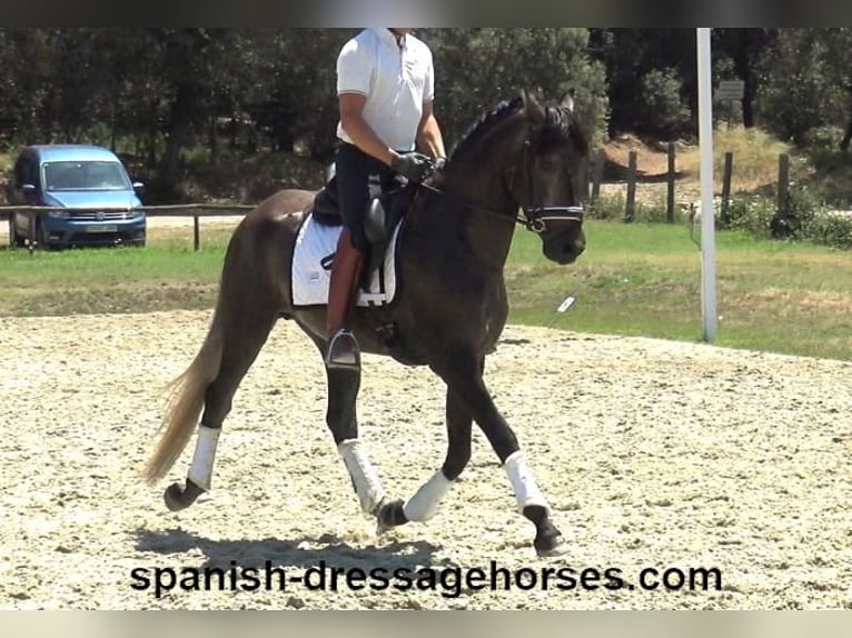 PRE Blandning Hingst 3 år 155 cm Grå in Barcelona